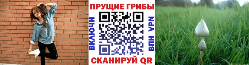 Псилоцибиновые грибы мицелий Курильск