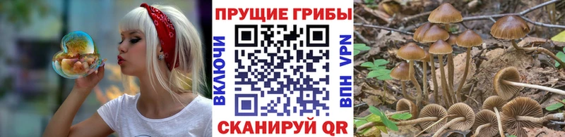 Купить где  Курильск  Галлюциногенные грибы Psilocybine cubensis 